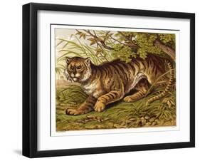 Fierce-Looking Tiger Emerges from the Indian Jungle-null-Framed Art Print