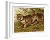 Fierce-Looking Tiger Emerges from the Indian Jungle-null-Framed Art Print