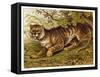 Fierce-Looking Tiger Emerges from the Indian Jungle-null-Framed Stretched Canvas