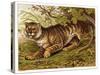 Fierce-Looking Tiger Emerges from the Indian Jungle-null-Stretched Canvas