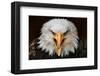 Fierce-null-Framed Art Print