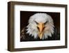 Fierce-null-Framed Art Print