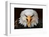 Fierce-null-Framed Art Print