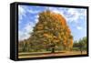 Fiery Autumn Color Display on a Maple in a New England Park-Frances Gallogly-Framed Stretched Canvas
