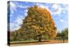 Fiery Autumn Color Display on a Maple in a New England Park-Frances Gallogly-Stretched Canvas
