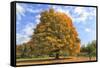 Fiery Autumn Color Display on a Maple in a New England Park-Frances Gallogly-Framed Stretched Canvas