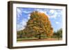 Fiery Autumn Color Display on a Maple in a New England Park-Frances Gallogly-Framed Photographic Print