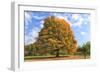 Fiery Autumn Color Display on a Maple in a New England Park-Frances Gallogly-Framed Photographic Print