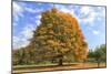 Fiery Autumn Color Display on a Maple in a New England Park-Frances Gallogly-Mounted Photographic Print