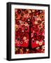 Fiery Blossom Tree-Natasha Wescoat-Framed Giclee Print