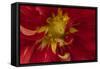 Fiery Dahlia I-Rita Crane-Framed Stretched Canvas