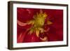 Fiery Dahlia I-Rita Crane-Framed Photographic Print