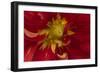 Fiery Dahlia I-Rita Crane-Framed Photographic Print