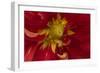 Fiery Dahlia I-Rita Crane-Framed Photographic Print