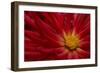 Fiery Dahlia II-Rita Crane-Framed Photographic Print