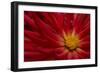 Fiery Dahlia II-Rita Crane-Framed Photographic Print