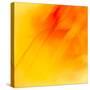 Fiery Fall Flower-Lynne Douglas-Stretched Canvas