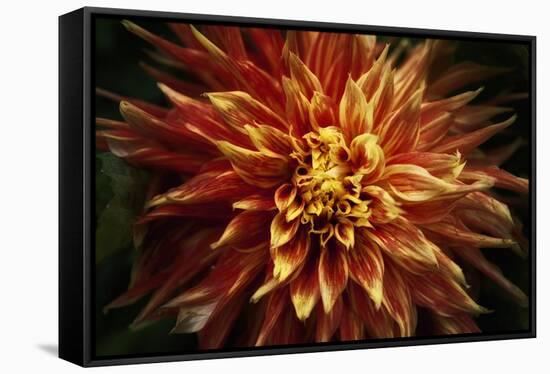 Fiery Flower  2020  (photograph)-Ant Smith-Framed Stretched Canvas