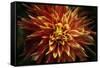 Fiery Flower  2020  (photograph)-Ant Smith-Framed Stretched Canvas