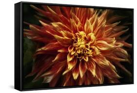 Fiery Flower  2020  (photograph)-Ant Smith-Framed Stretched Canvas