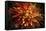 Fiery Flower  2020  (photograph)-Ant Smith-Framed Stretched Canvas