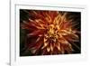 Fiery Flower  2020  (photograph)-Ant Smith-Framed Photographic Print