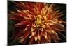 Fiery Flower  2020  (photograph)-Ant Smith-Mounted Photographic Print