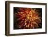 Fiery Flower  2020  (photograph)-Ant Smith-Framed Photographic Print