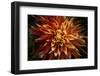 Fiery Flower  2020  (photograph)-Ant Smith-Framed Photographic Print