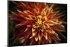 Fiery Flower  2020  (photograph)-Ant Smith-Mounted Photographic Print