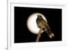 Fiery-necked Nightjar (Caprimulgus pectoralis) adult, perched on branch, Okavango Delta-Shem Compion-Framed Photographic Print