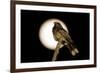 Fiery-necked Nightjar (Caprimulgus pectoralis) adult, perched on branch, Okavango Delta-Shem Compion-Framed Photographic Print