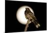 Fiery-necked Nightjar (Caprimulgus pectoralis) adult, perched on branch, Okavango Delta-Shem Compion-Mounted Photographic Print