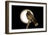 Fiery-necked Nightjar (Caprimulgus pectoralis) adult, perched on branch, Okavango Delta-Shem Compion-Framed Photographic Print