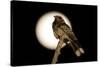 Fiery-necked Nightjar (Caprimulgus pectoralis) adult, perched on branch, Okavango Delta-Shem Compion-Stretched Canvas