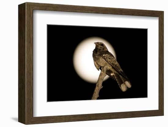 Fiery-necked Nightjar (Caprimulgus pectoralis) adult, perched on branch, Okavango Delta-Shem Compion-Framed Photographic Print