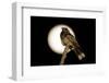 Fiery-necked Nightjar (Caprimulgus pectoralis) adult, perched on branch, Okavango Delta-Shem Compion-Framed Photographic Print