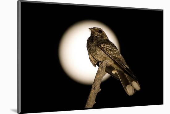 Fiery-necked Nightjar (Caprimulgus pectoralis) adult, perched on branch, Okavango Delta-Shem Compion-Mounted Photographic Print