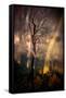 Fiery Night-Ursula Abresch-Framed Stretched Canvas