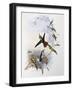 Fiery-Tailed Awlbill (Avocettula Recurvirostris)-John Gould-Framed Giclee Print