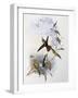 Fiery-Tailed Awlbill (Avocettula Recurvirostris)-John Gould-Framed Giclee Print