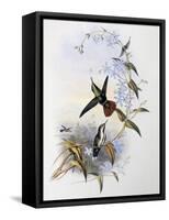 Fiery-Tailed Awlbill (Avocettula Recurvirostris)-John Gould-Framed Stretched Canvas