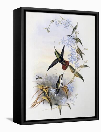 Fiery-Tailed Awlbill (Avocettula Recurvirostris)-John Gould-Framed Stretched Canvas