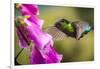 Fiery-throated Hummingbird (Panterpe insignis), San Gerardo de Dota, San Jose Province, Costa Rica-Matthew Williams-Ellis-Framed Photographic Print