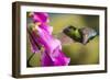 Fiery-throated Hummingbird (Panterpe insignis), San Gerardo de Dota, San Jose Province, Costa Rica-Matthew Williams-Ellis-Framed Photographic Print