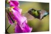 Fiery-throated Hummingbird (Panterpe insignis), San Gerardo de Dota, San Jose Province, Costa Rica-Matthew Williams-Ellis-Stretched Canvas