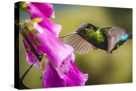 Fiery-throated Hummingbird (Panterpe insignis), San Gerardo de Dota, San Jose Province, Costa Rica-Matthew Williams-Ellis-Stretched Canvas