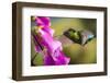 Fiery-throated Hummingbird (Panterpe insignis), San Gerardo de Dota, San Jose Province, Costa Rica-Matthew Williams-Ellis-Framed Photographic Print