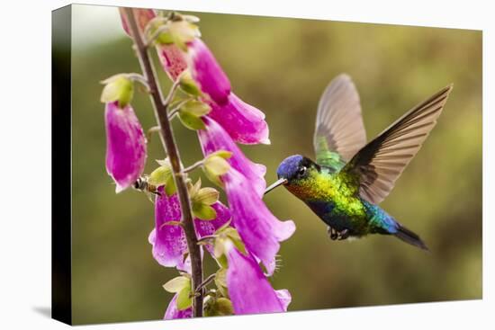 Fiery-throated Hummingbird (Panterpe insignis), San Gerardo de Dota, San Jose Province, Costa Rica-Matthew Williams-Ellis-Stretched Canvas