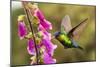 Fiery-throated Hummingbird (Panterpe insignis), San Gerardo de Dota, San Jose Province, Costa Rica-Matthew Williams-Ellis-Mounted Photographic Print